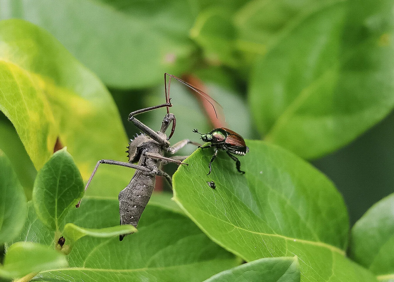 Wheel bug stalking a Japanese beetle. Image by Jody Thompson.