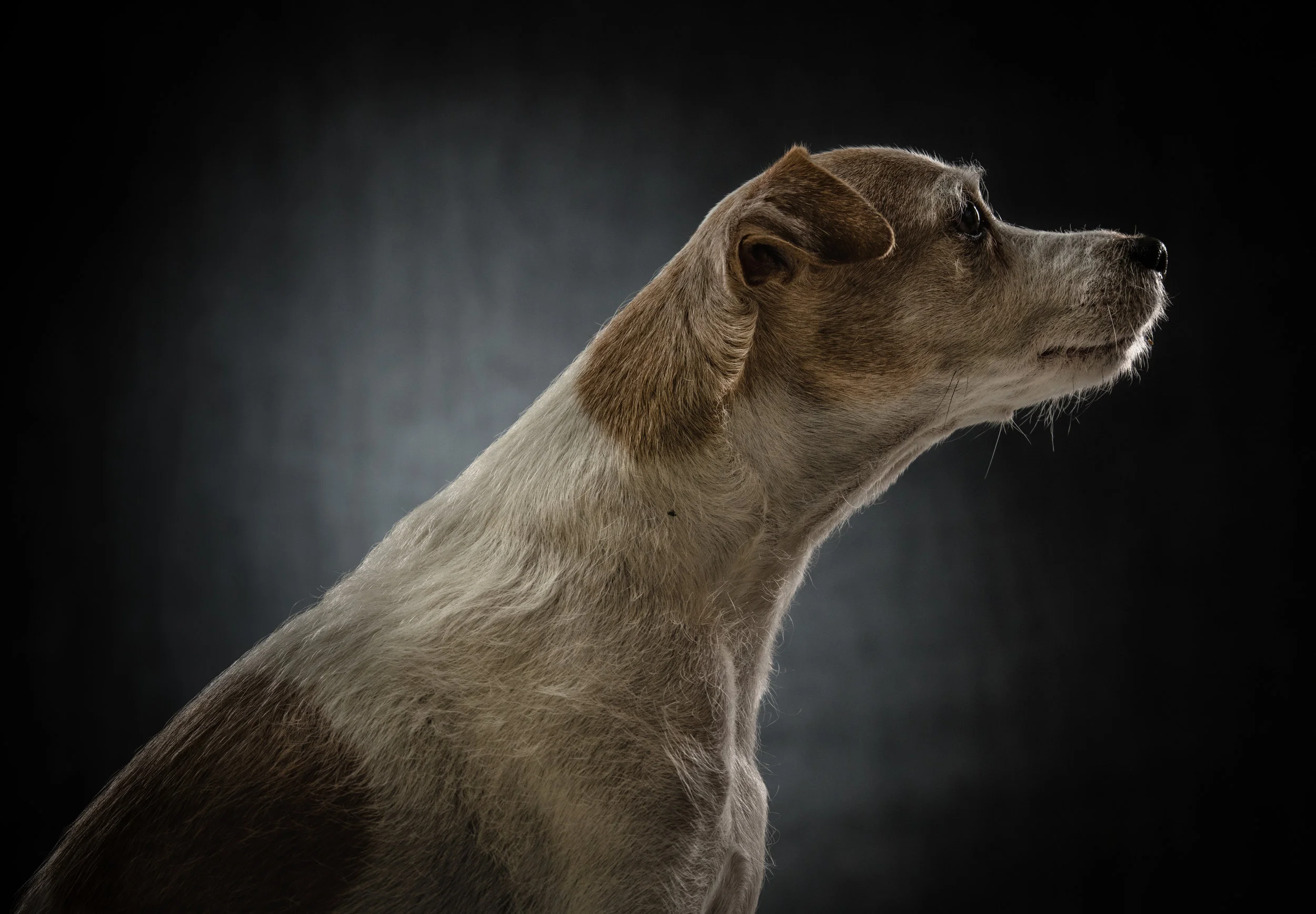 Parker Rice — From wildlife to our furry best friends