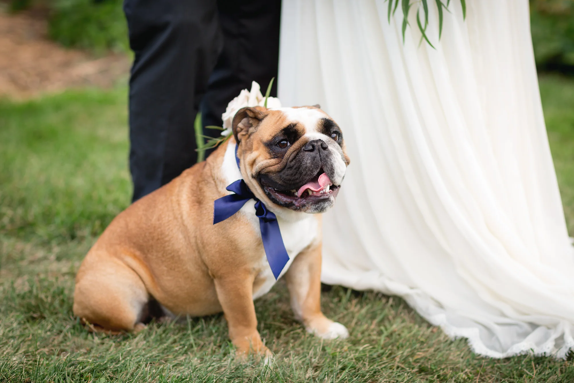 Include your Fur Baby in Your Wedding Party - Tips by dog friendly wedding photographers in San Diego, CA
