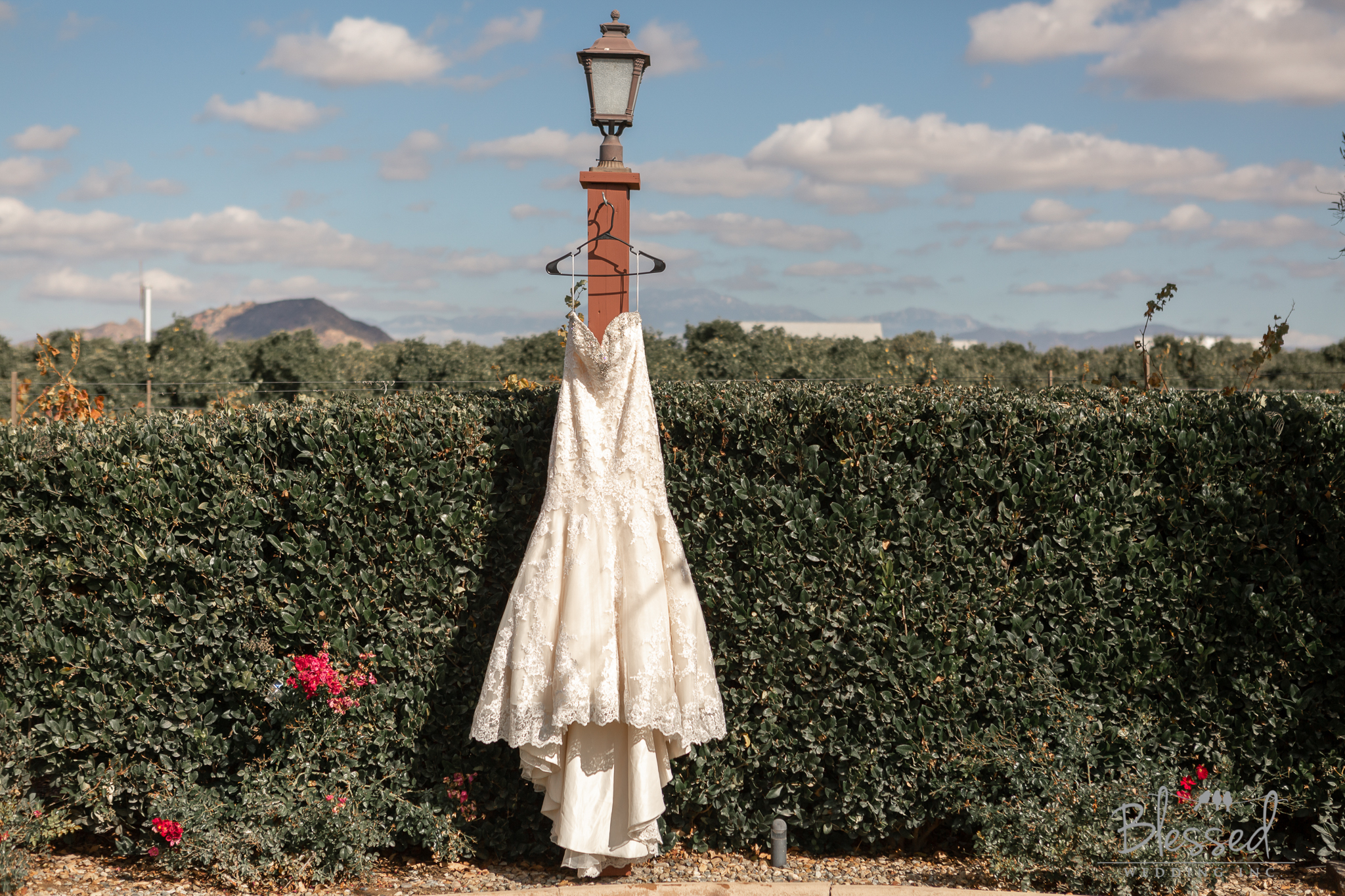 BlessedWeddingPhotography_WiensFamilyCellarsWedding (5 of 126).jpg