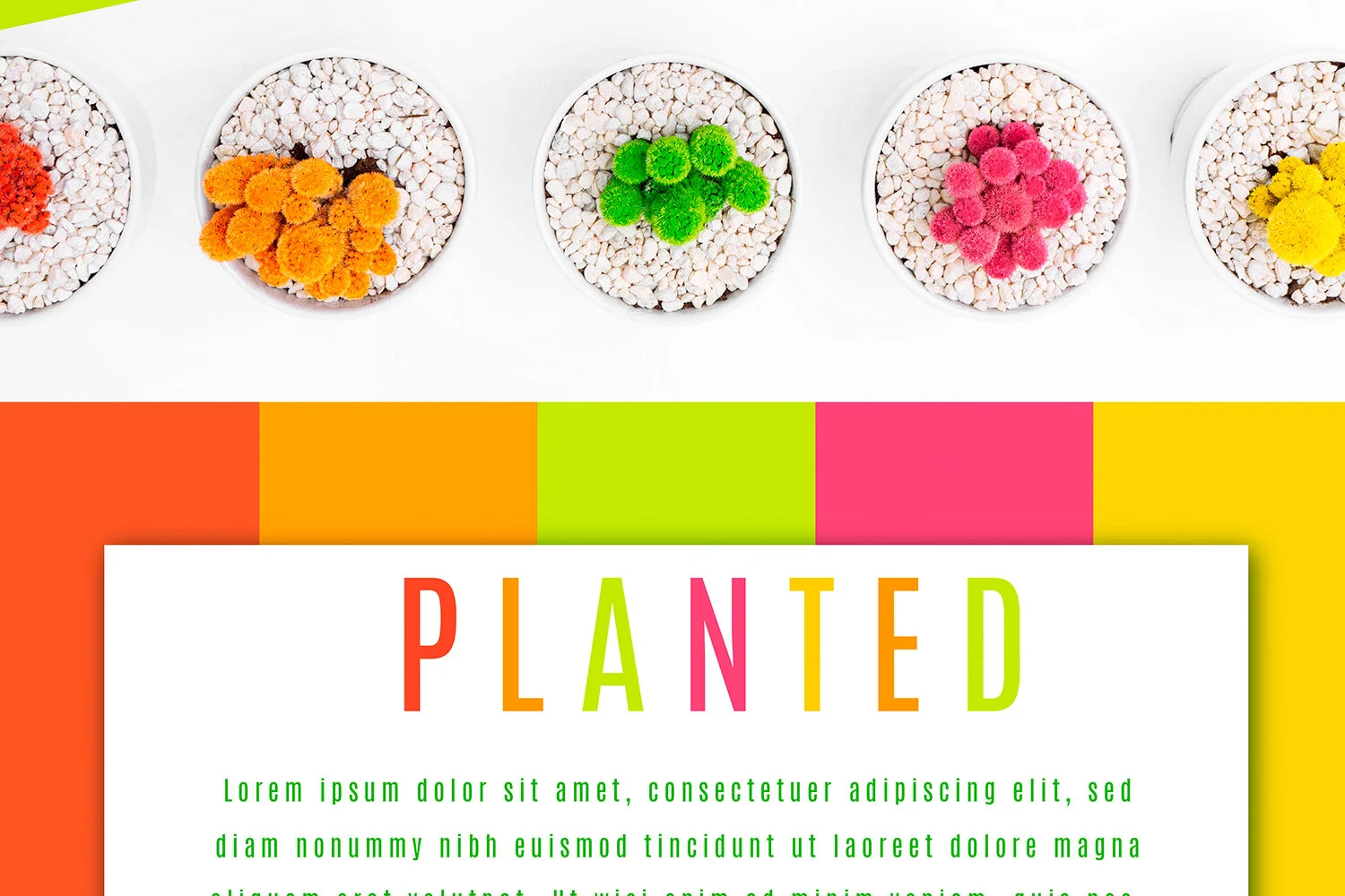 PLANTED-3.jpg