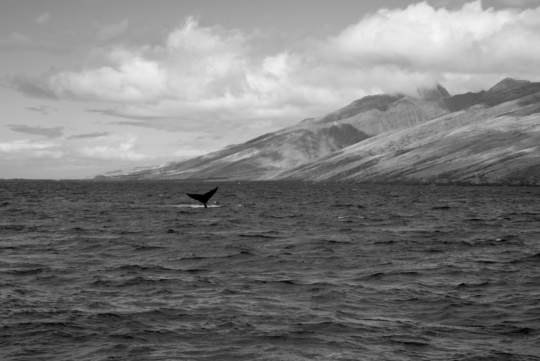 DSC_0448.jpg