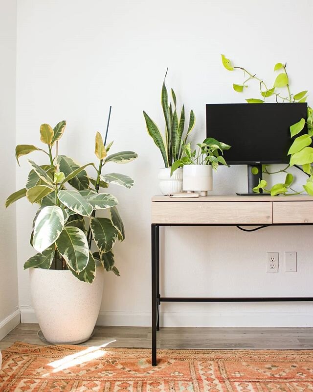 Happy Friday fronds 🌿 Another peek at my ever changing office and green coworkers. I can't wait until the Neon Pothos takes over the wall! 
_

I'm so excited to head to the beach today with the pups! Lolo + Zeus basically grew up at the beach since 