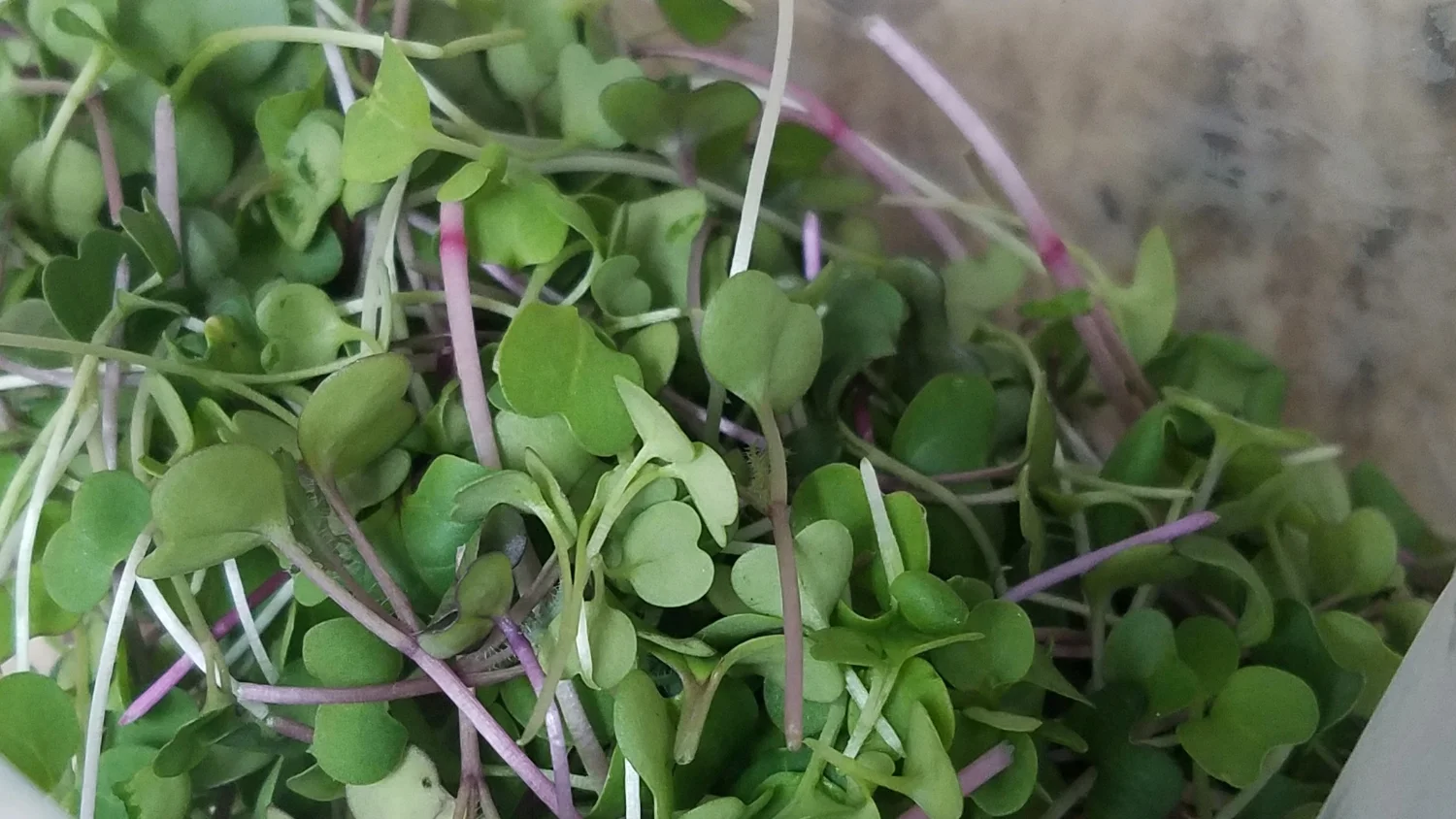 Salad Mix Mild.jpg
