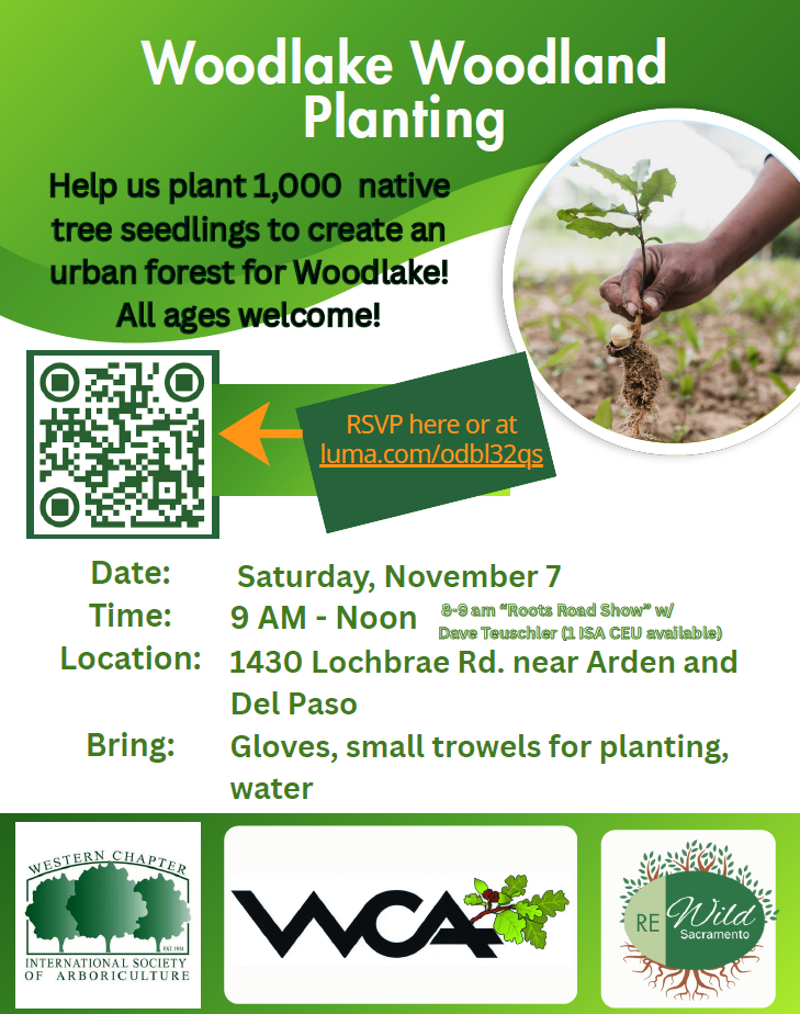 Woodlake Woodland Tree Planting hosted by Rewild
