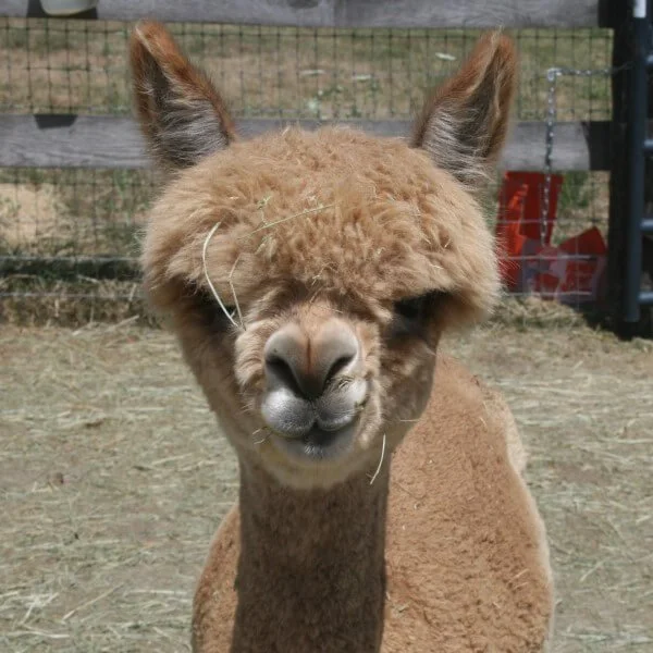 Learn how to spin yarns with drape in this ondemand wool spinning