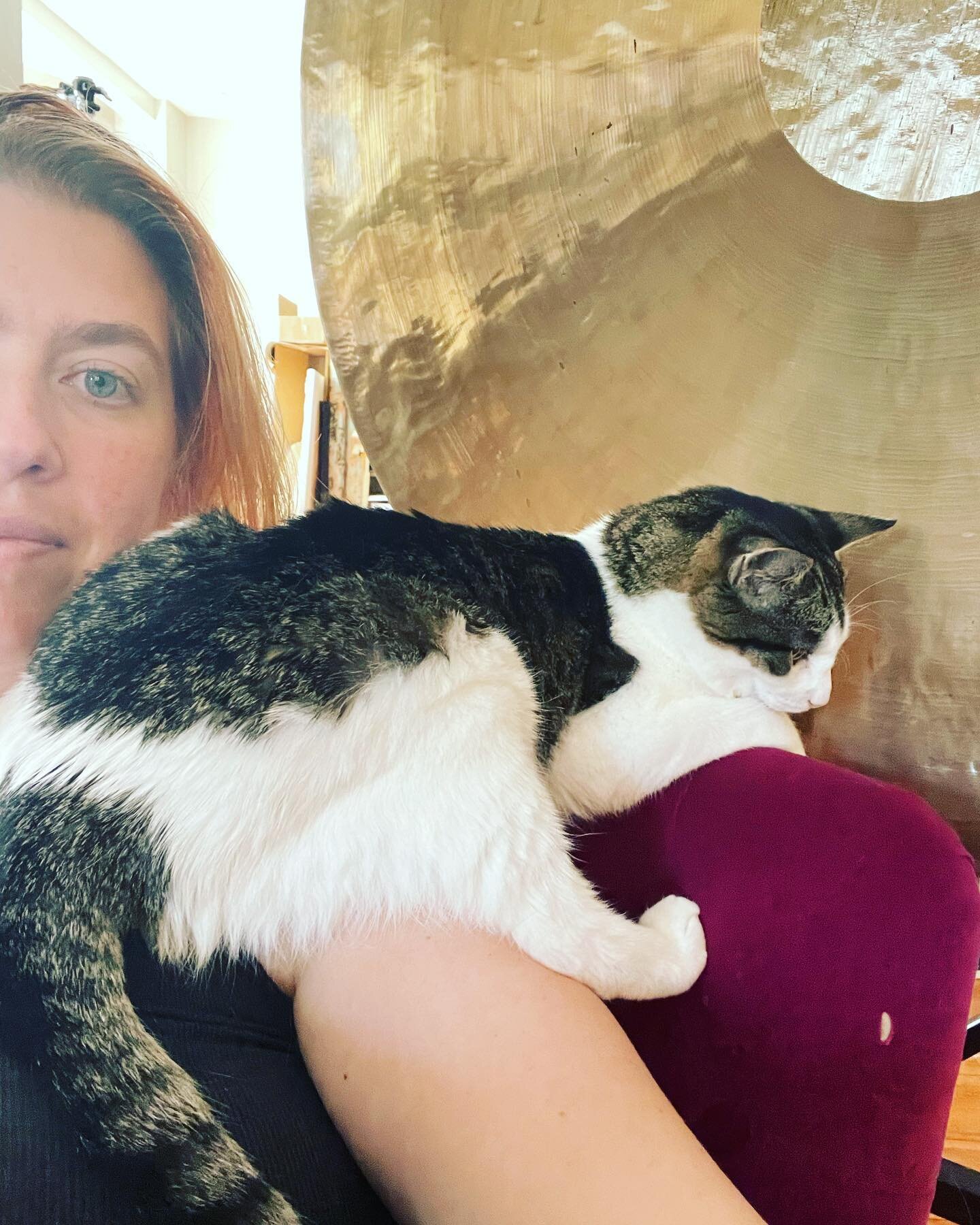 Mocha being extra size lounge, for the love of gong. This weekend I&rsquo;m bringing my beautiful gong to @vergeyogacenter, if you are in need of cosmic reset/recharge I would love to see you! 

#catlounge #gong #soundhealing #loungelikeanicon