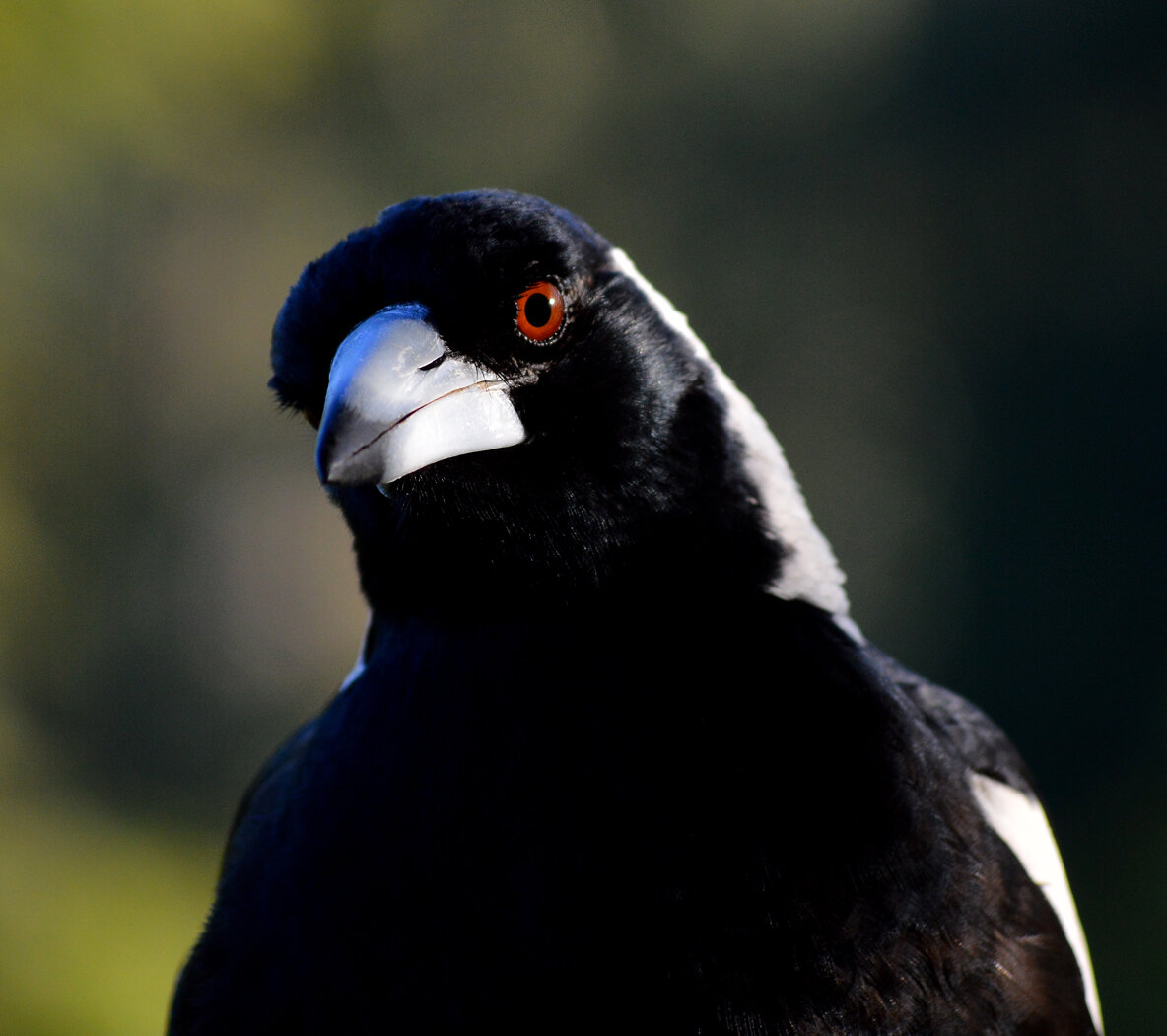 Australian Magpie.jpg