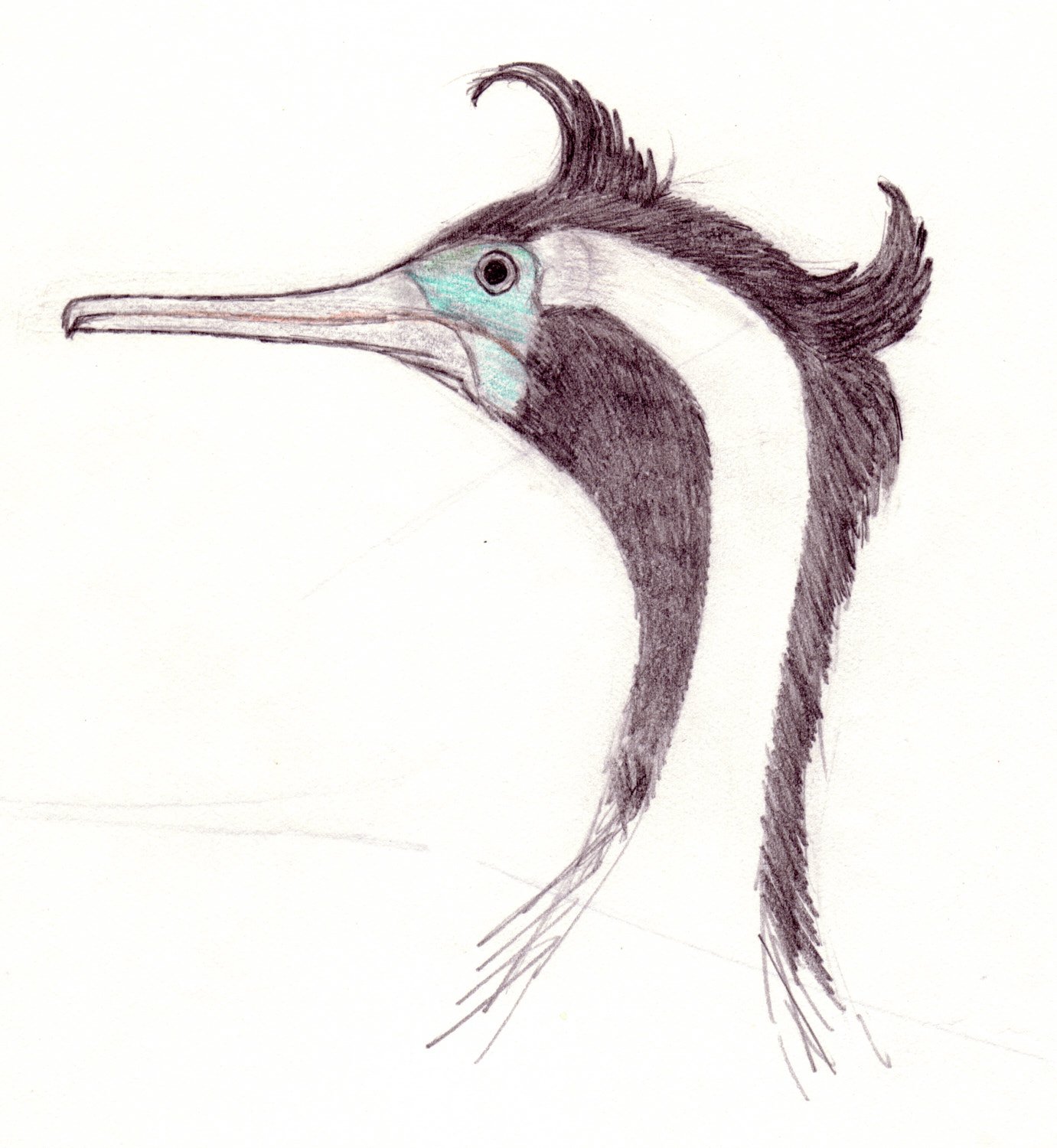 Shag (Cormorant)
