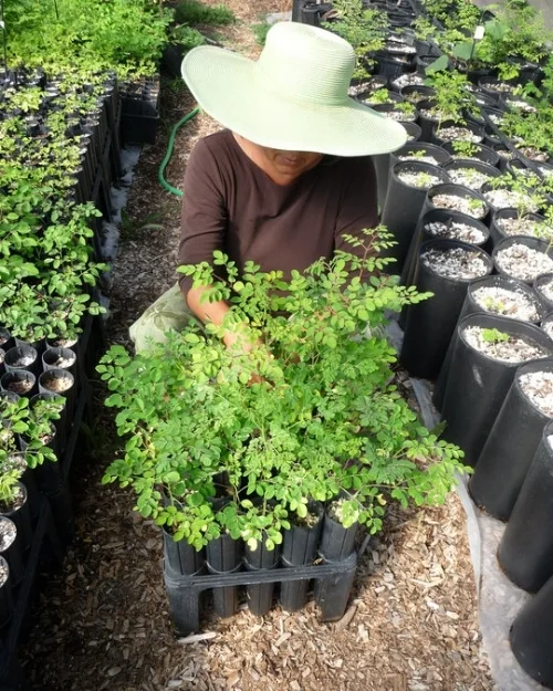 I sometimes jump the gun and start planting in March, much to early. I can hardly wait to see the beautiful Moringa emerge from the soil and reach to the sky. I yearn to see the beautiful color of green that captured my heart so long ago.