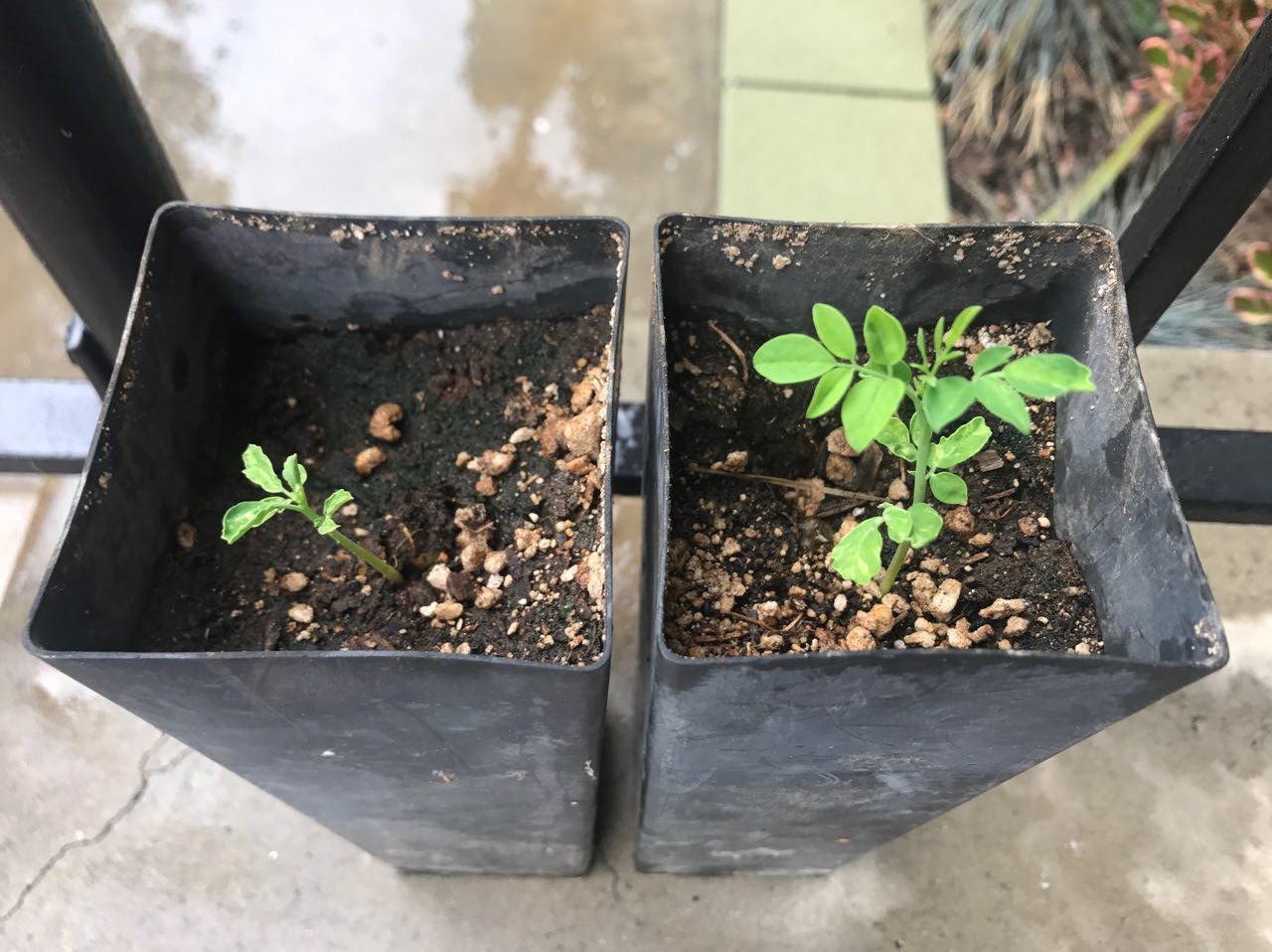HOW TO GROW MORINGA