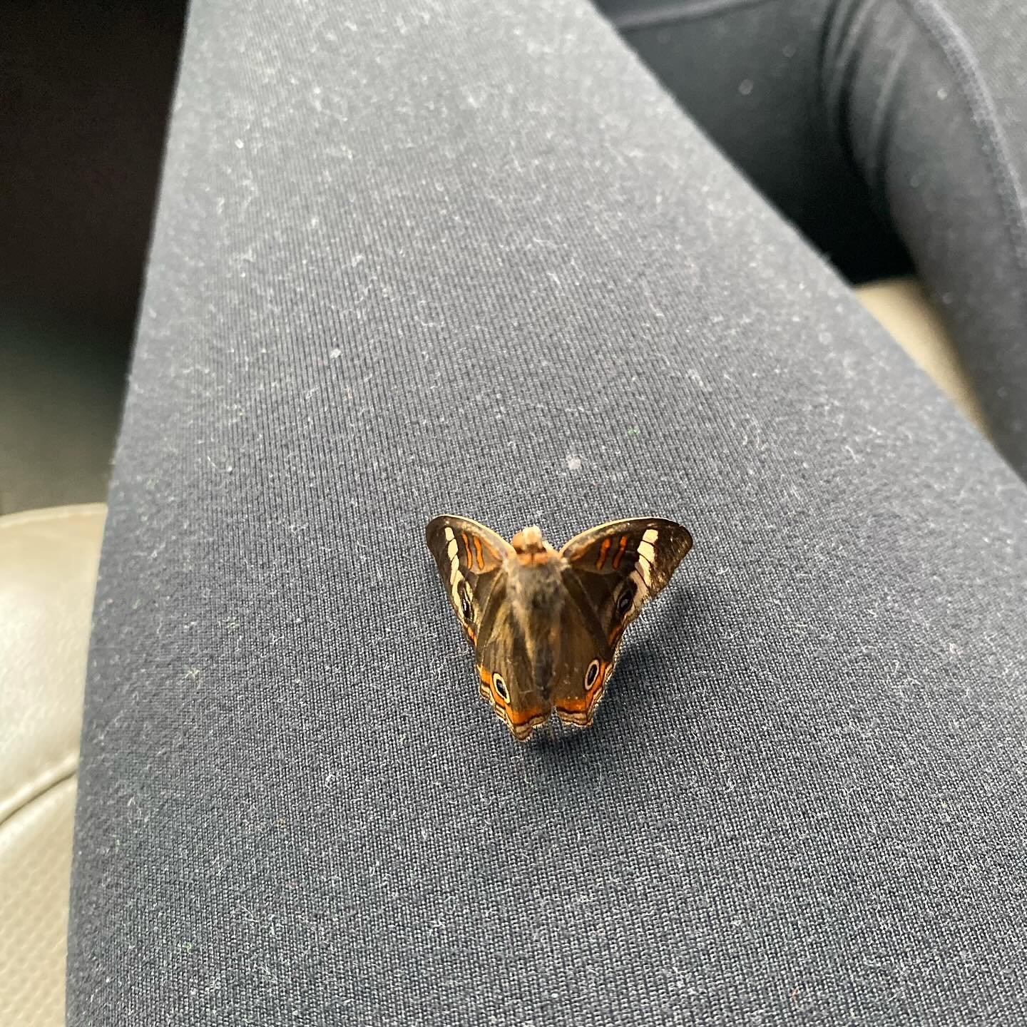 ✨🙏🏽God knows exactly what he&rsquo;s doing. Getting ready for my baptism and a moth was at my feet in the car. Although it&rsquo;s dead it&rsquo;s perfectly in tact. Then I read about what moths mean and all I could do was smile. 😊🌿

#faithjourna