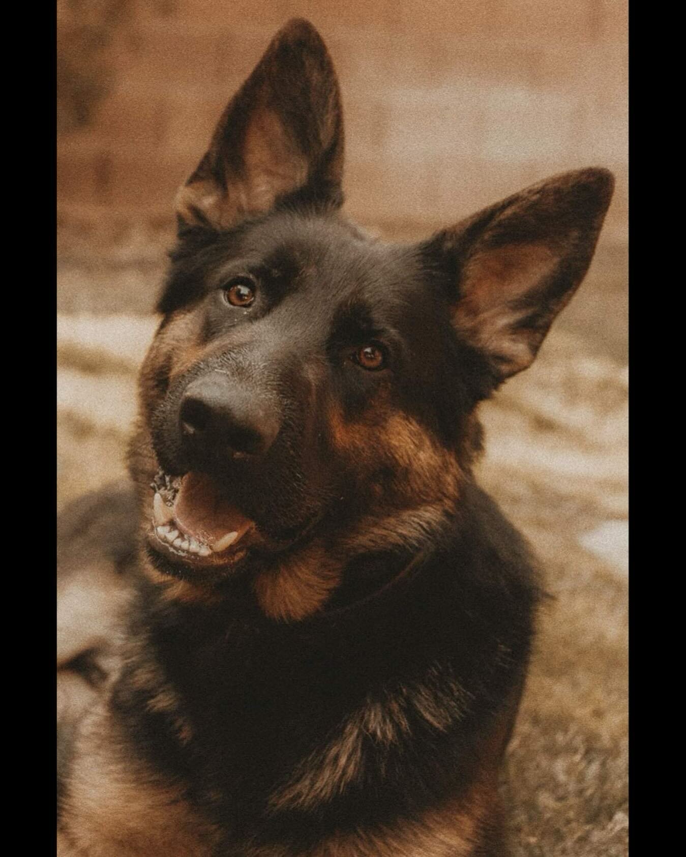 Meet Beau, my latest rescue project 🤪❤️
9month Purebred German Shepherd who was found wandering near the Smith Center. Not quite available for adoption just yet but hopefully soon pending his neuter and recovery!