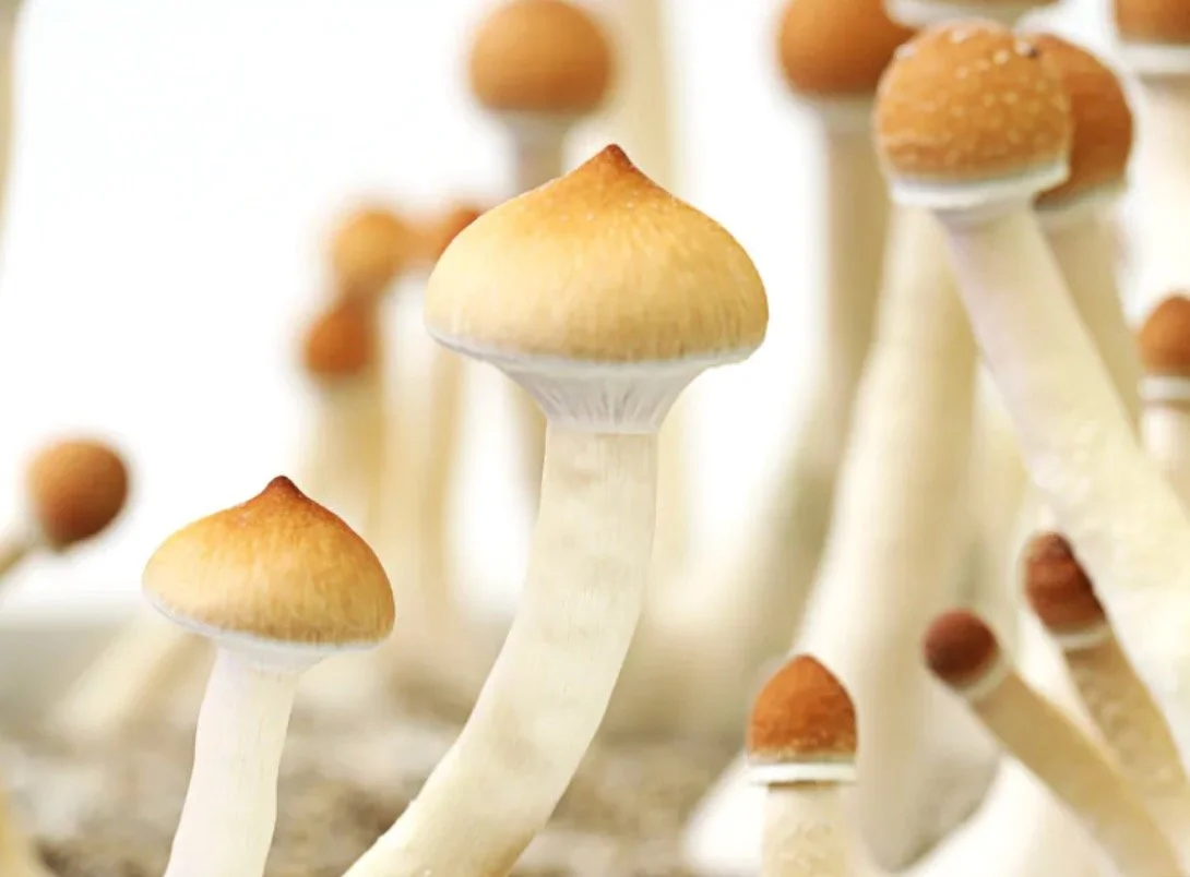 psilocybin.jpeg