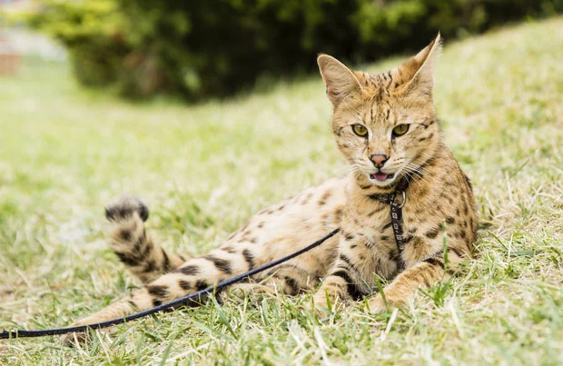 buy f1 savannah cat