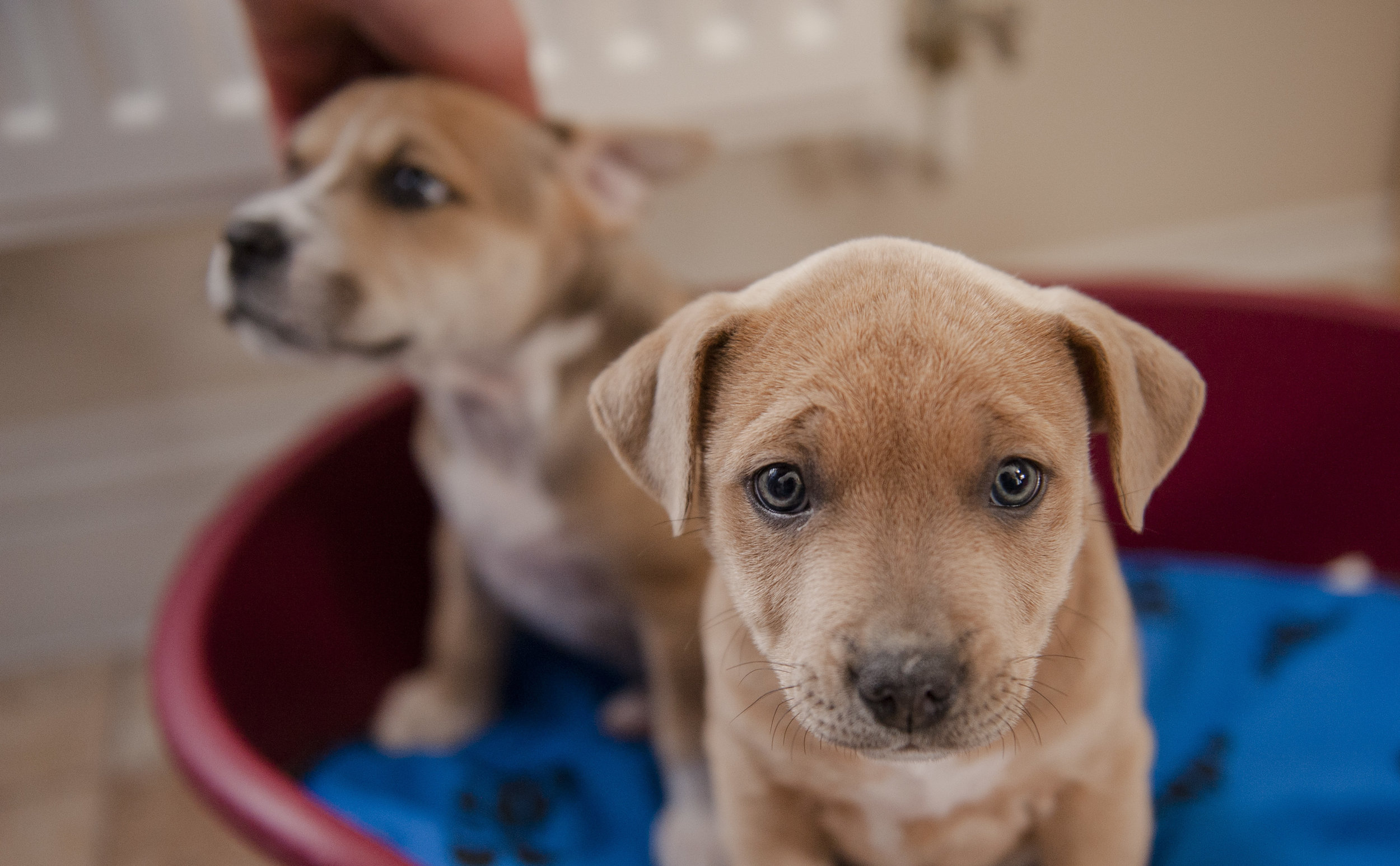 Does My Puppy Have Canine Parvovirus? — Elite Veterinary Care