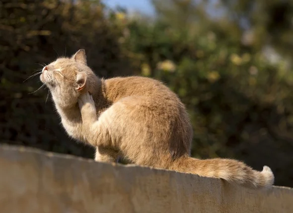 does-my-cat-have-fleas.jpg