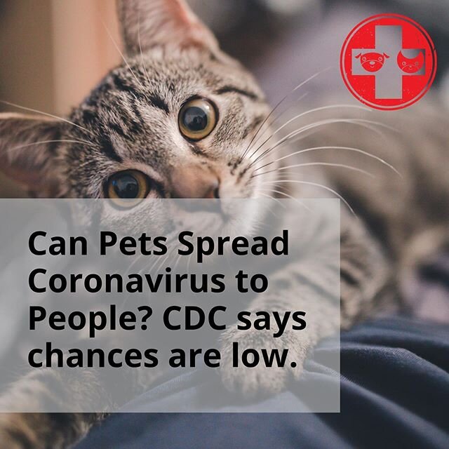 Are you concerned about getting coronavirus from your pet? The CDC says chances are low because most instances only affect the same species.
.
Would you like to learn more? We&rsquo;ve published an extensive blog about it via the link above! .
Don&rs