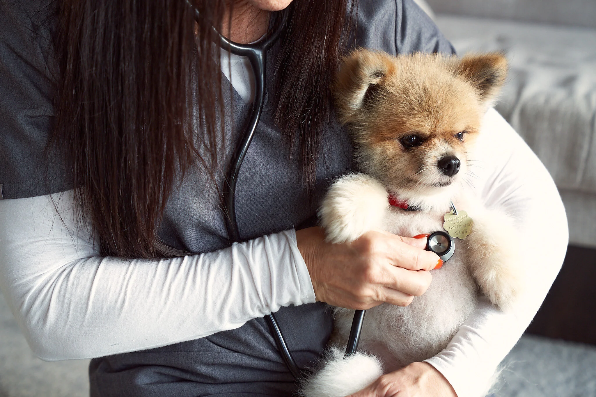 hollywood pet clinic