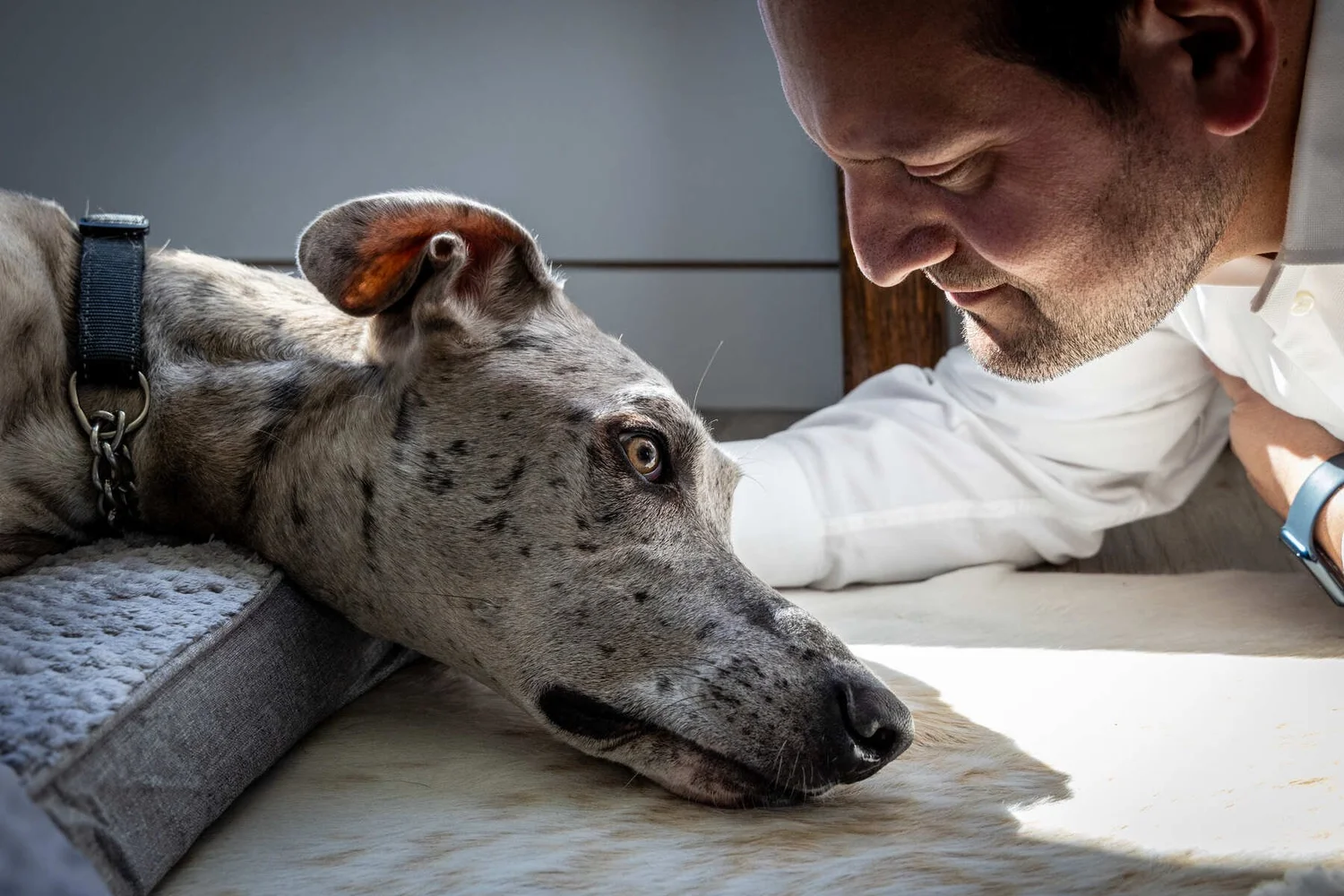 Dog Dementia When It s Time To Put Your Senior Dog Down Elite Dog dementia when it s time to put your senior dog down elite