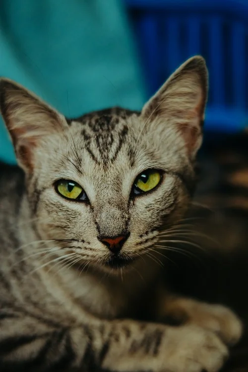 Can Cat Eye Syndrome Be Prevented? Essential Facts Uncovered