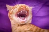 Cat Teeth — Elite Veterinary Care