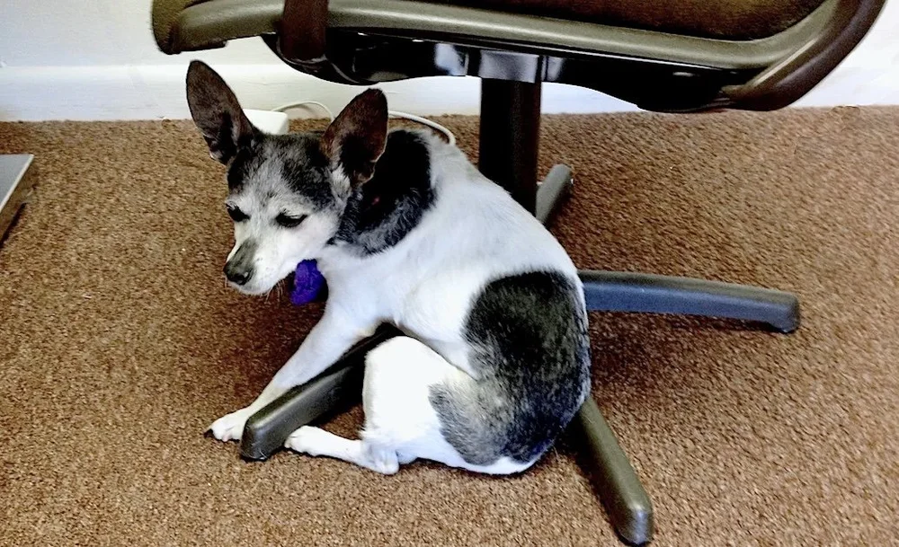 Dog Dementia When It s Time To Put Your Senior Dog Down Elite Dog dementia when it s time to put your senior dog down elite