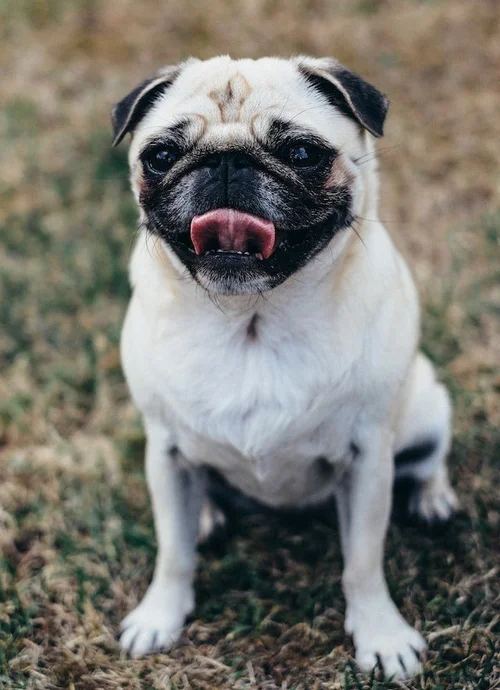 Brachycephalic Syndrome: Why Flat Face Dogs Have So Many Health ...