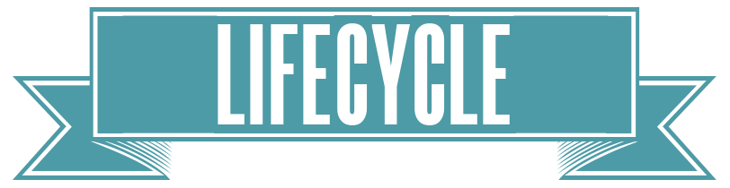 LIFECYCLE_BANNER.png