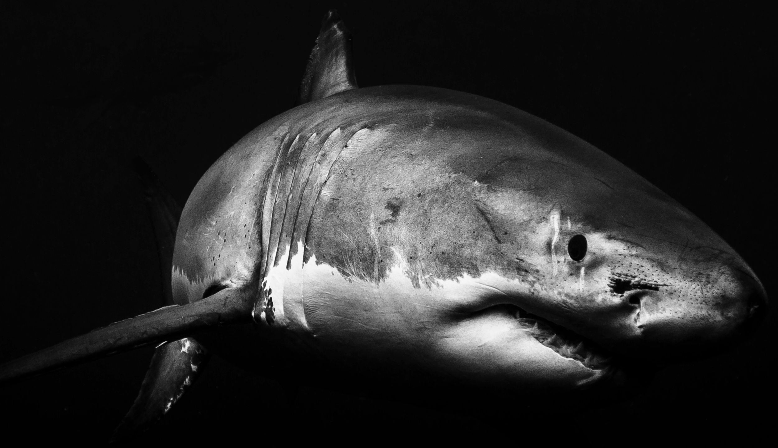 ©JuanSharks-Juan Oliphant 2018