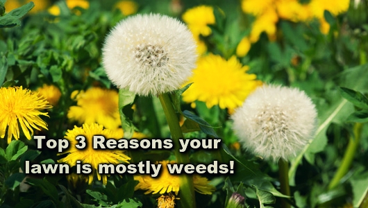 Will fertilizer make weeds grow