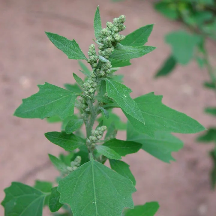 Chenopodium-album-FL-web-.jpg