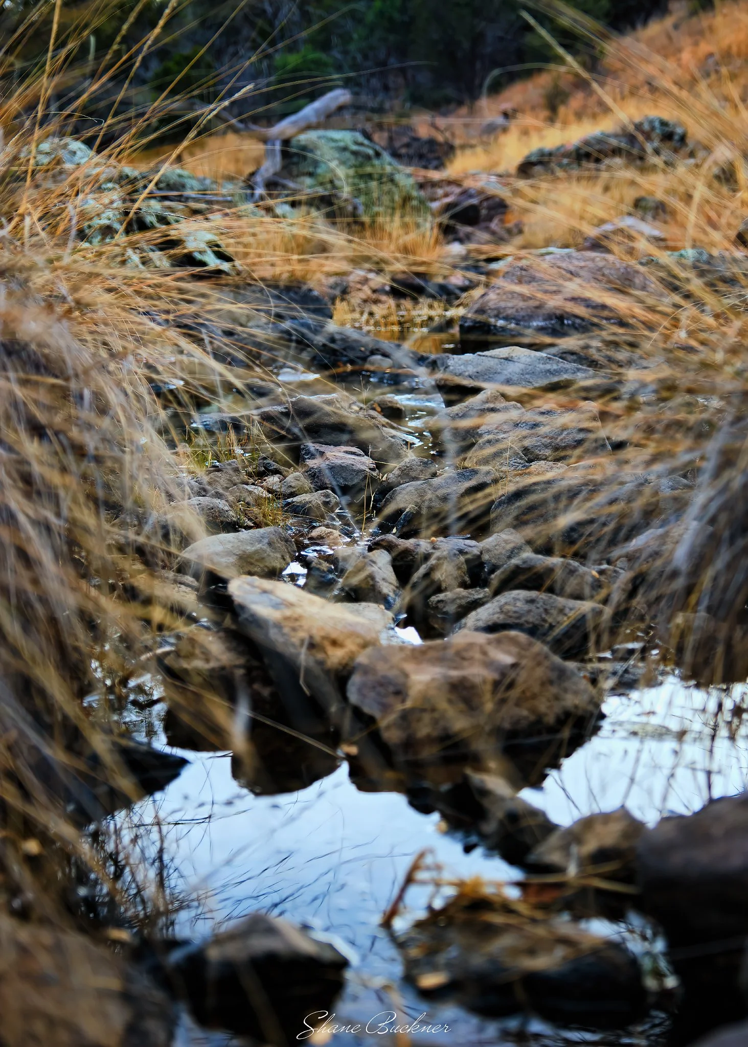 DavisMountainsWHorton - 20190209-DSCF0549_2048 long edge_1463x2048_U_100.jpg