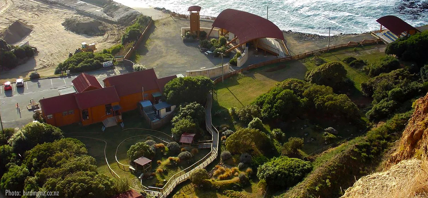 blue-penguin-colony.jpg