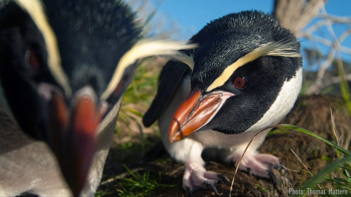 Snares penguins, The Snares