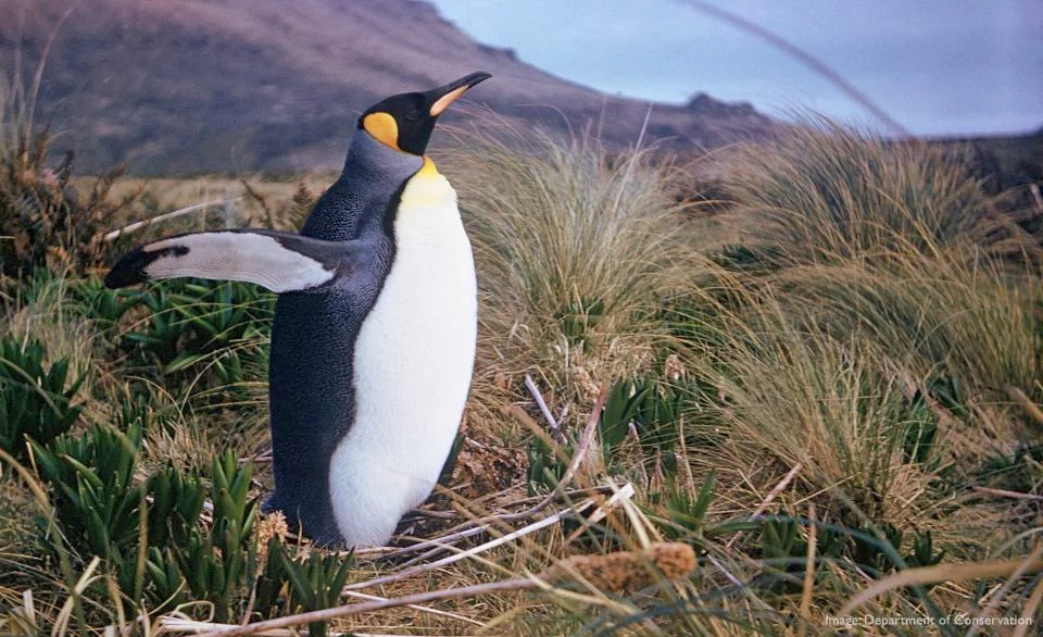 King penguin, Antipodes Islands