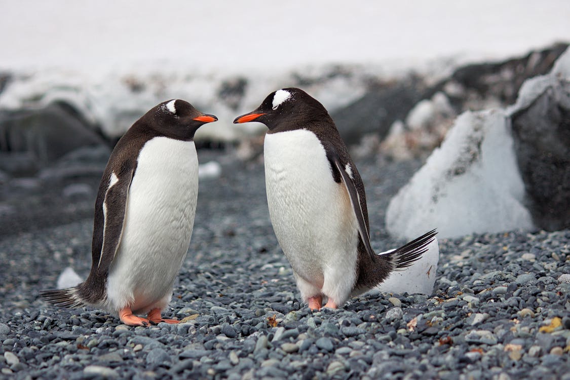 Gentoo penguins
