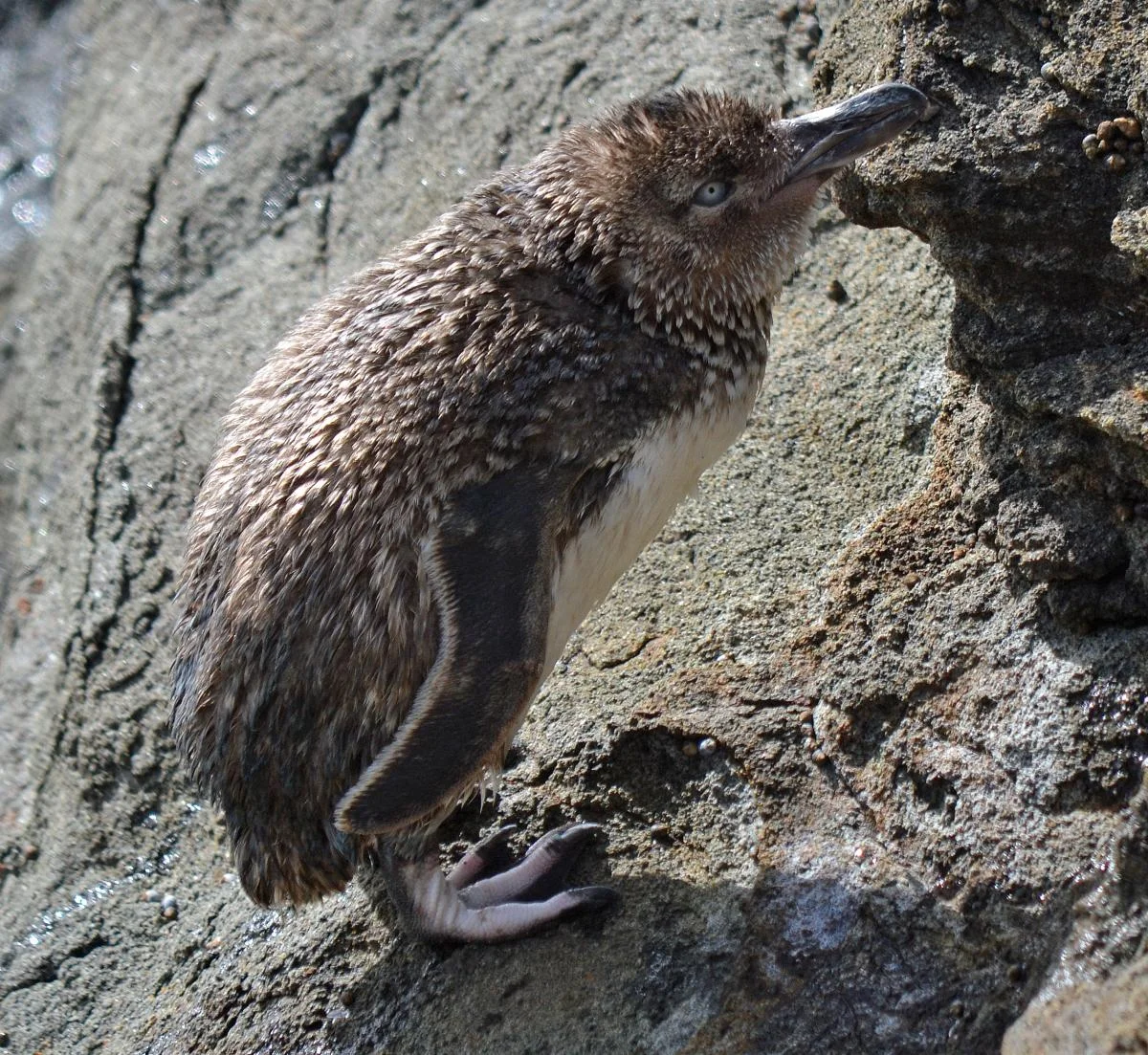 Little penguin preparing to moult. Katiki Point, NZ, March 2015. Image © Jason Wilder