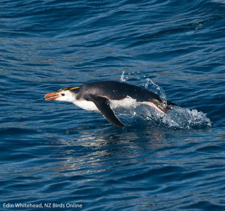 Royal Penguin off Macquarie Island. Image © Edin Whitehead, NZ Birds Online
