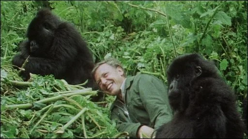 Famous image of Sir David Attenborough two young mountain gorillas in Rwanda.