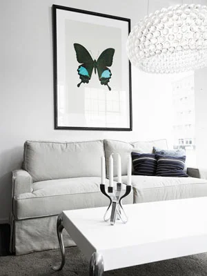 butterfly_indoor-hdh.jpg