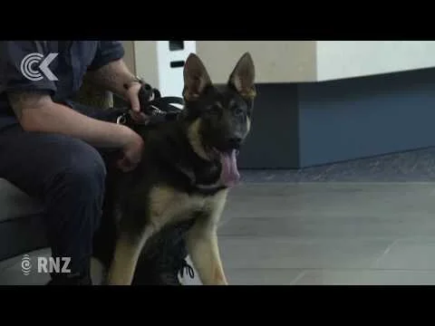 Police pups, foster parents' Christmas party