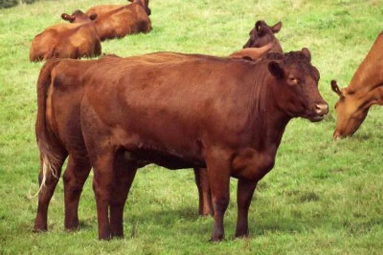 Red-Lincoln-Cattle-750_1_t752.jpg