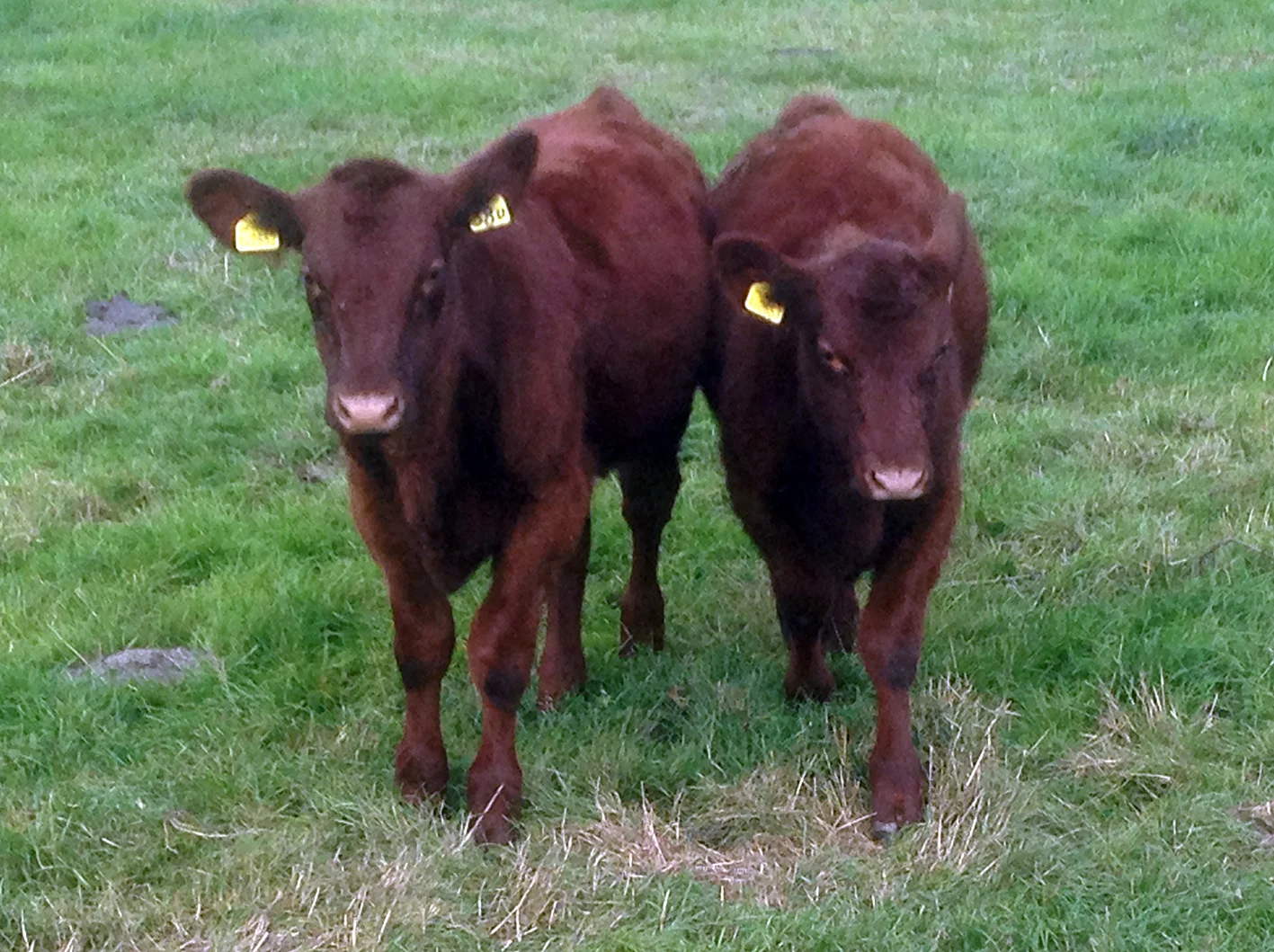 2calfs.jpg