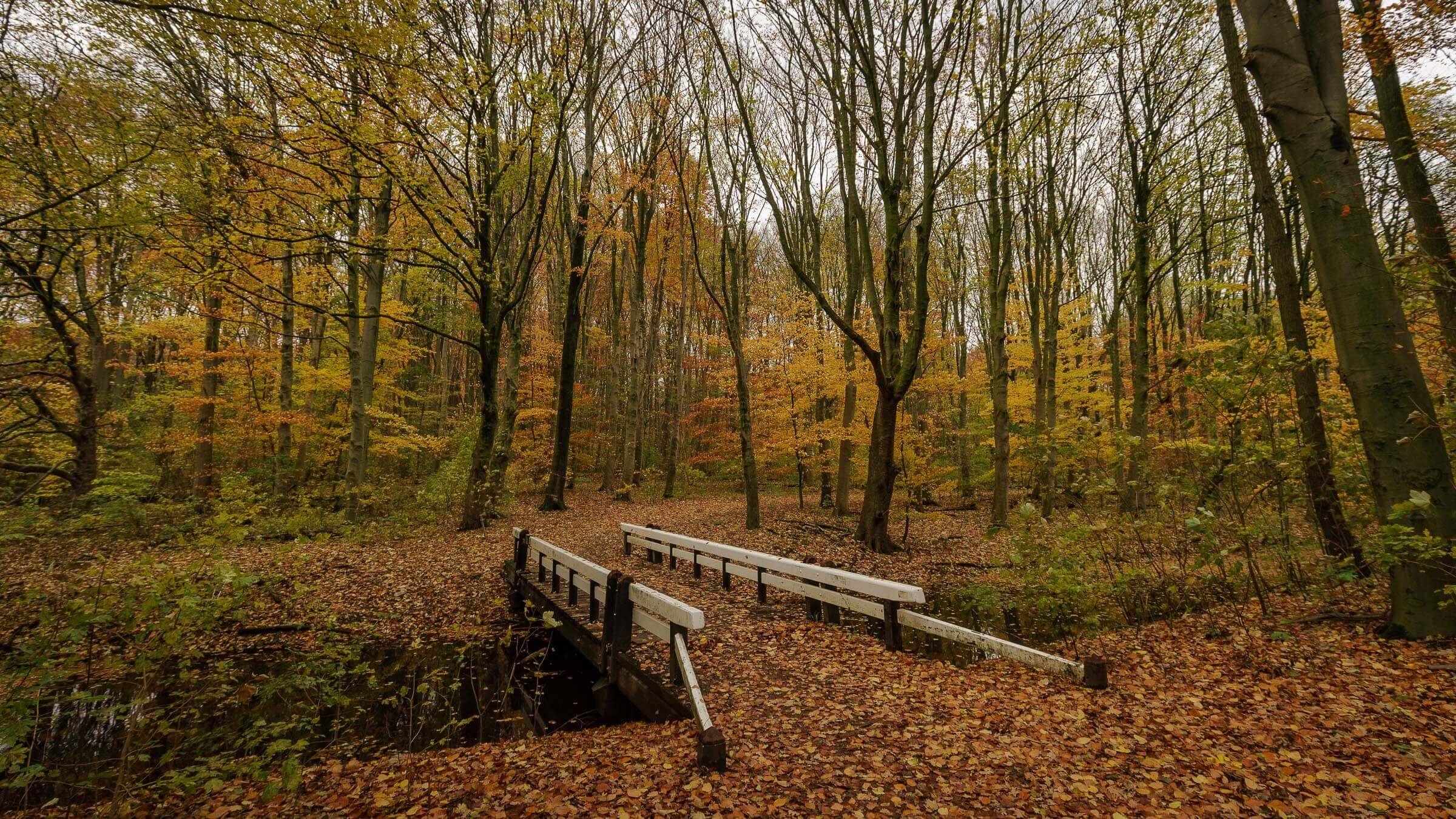 Location The Netherlands, Holland, Forrest With Bridge In Fall.jpg