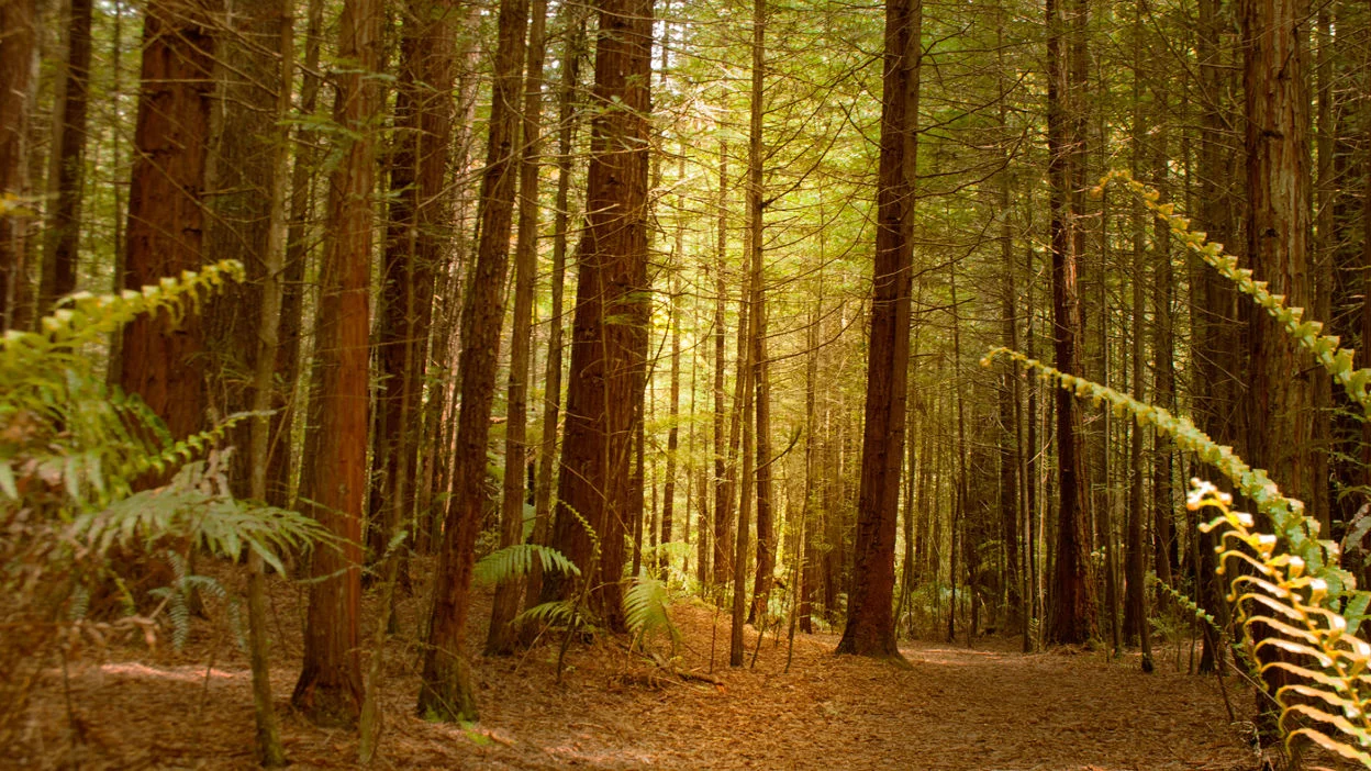 Hatha Yoga by Call of the Forest