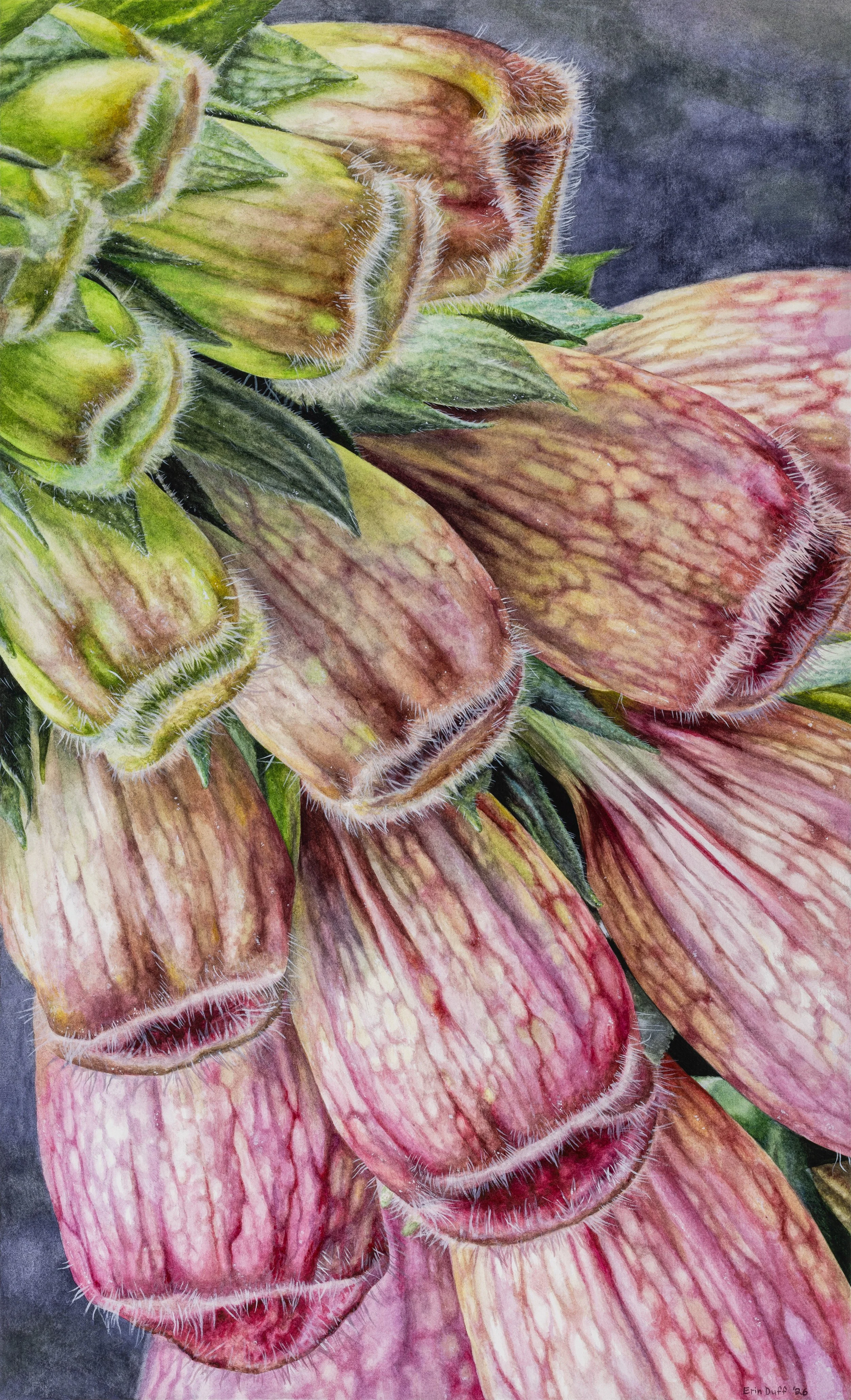 Foxglove
