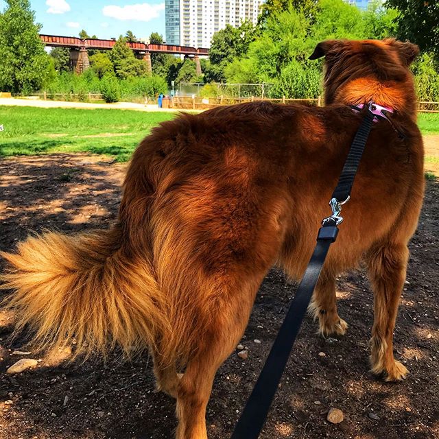 Playtime at the park. 🐶#zilkerpark