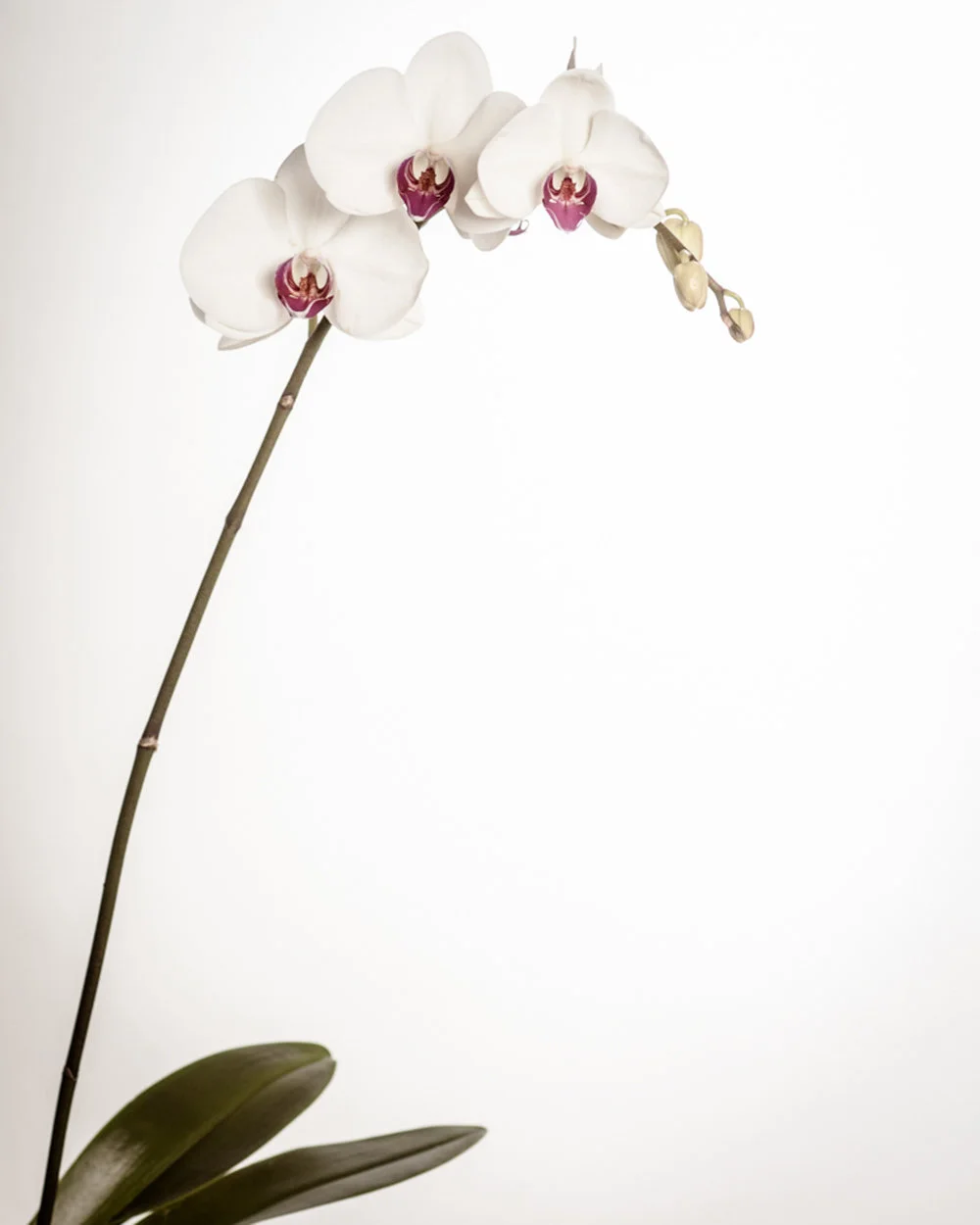 flowers-4.jpg