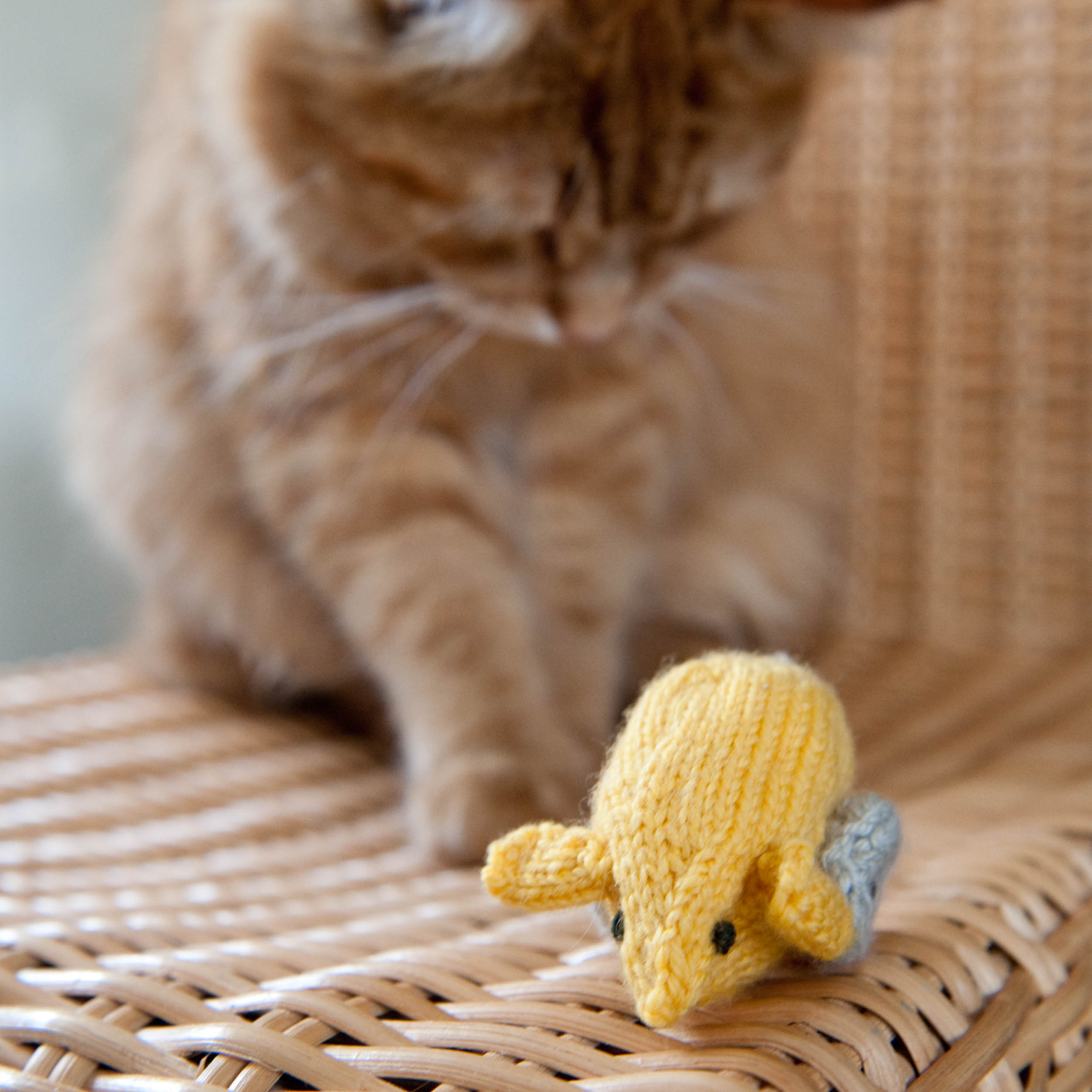 knit-pets-145.jpg